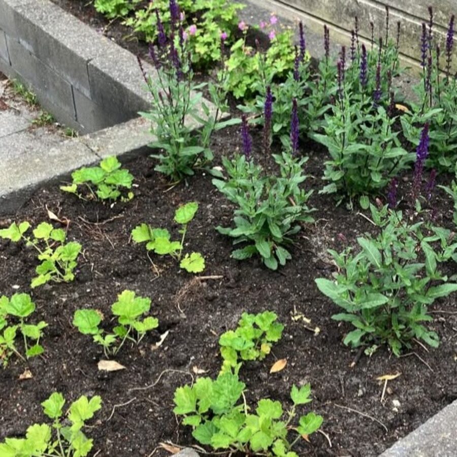Een pas aangeplante border met vaste planten en bloeiende salvia
